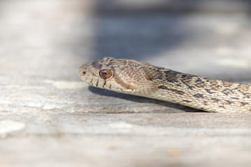 Pacific Gopher Snake - Pituophis catenifer catenifer. Adult Headshot, Santa Cruz County, California, USA.