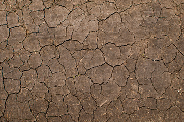 Cracks in the dried earth