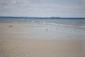 Seagulls strolling on White Horse beach in Massachusetts, USA.