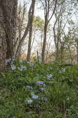 Virginia Bluebell field