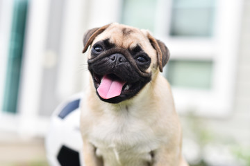 Obraz premium Happy cute Pug 