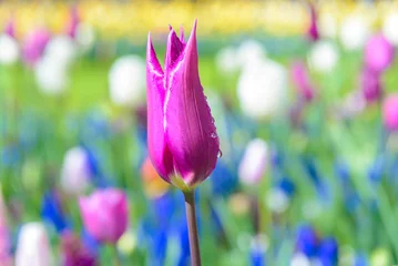 Papier Peint photo Lavable Tulipe Purple tulip in Keukenhof, Netherlands