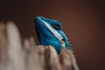 a close up shot of a blue lizard (lacerta viridis)