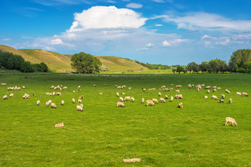 Obraz premium Herd of sheep on pasture