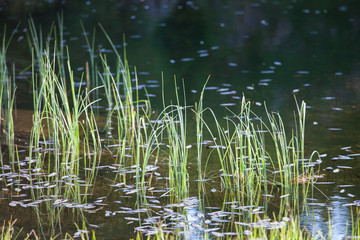 Green grass growth in the pond