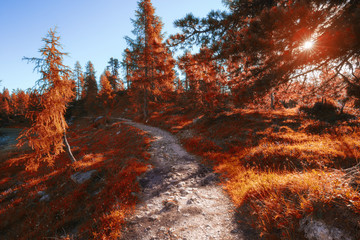 Alpine mountain autumn forest at sunny day