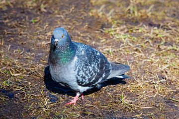 The pigeon in the Park