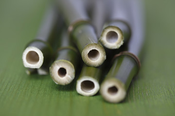 Cross section of bamboo branch