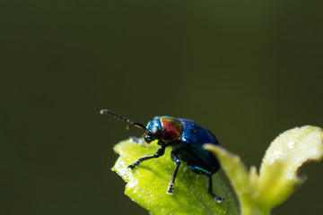 a macro shot of a blue beetle on a leaf