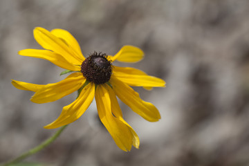A beautiful brown or black-eyed Susan flower head against a natural background