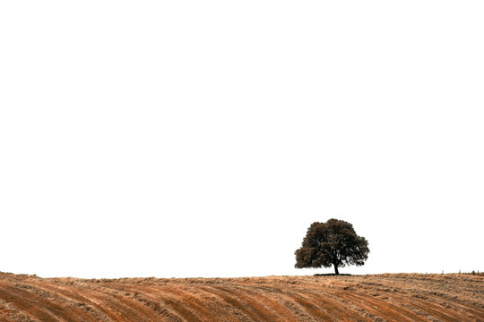 Lonely Tree At The Hill Over White Background