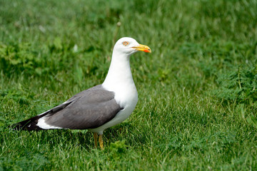 Black-backed gull, Inchcolm Island, Scotland