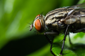 a macro shot of a fly