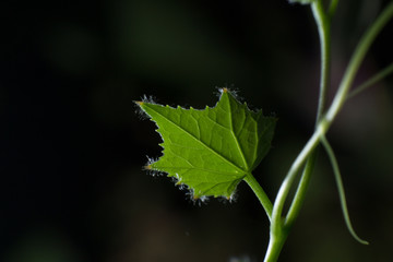 green leaf on dark background