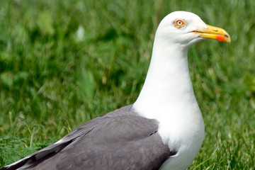 Black-backed gull, Inchcolm Island, Scotland
