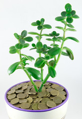 Fototapeta na wymiar Money in a flowerpot on a white background
