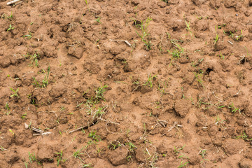 mud texture background