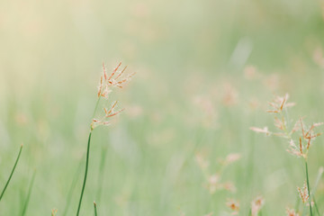 Grass flower nature background
