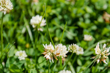 Clover with a bee. White clover.
