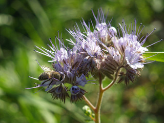Phacelia