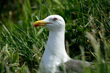 Black-backed gull, Inchcolm Island, Scotland