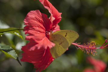 Cloudless Sulphur Butterfly on a coral pink hibiscus flower in a natural landscape