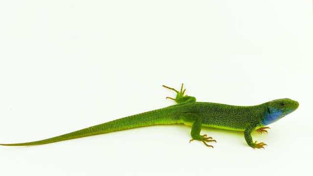 Green lizard on white