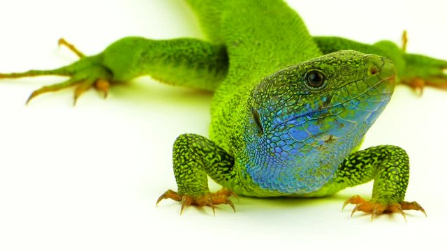 Green lizard on white
