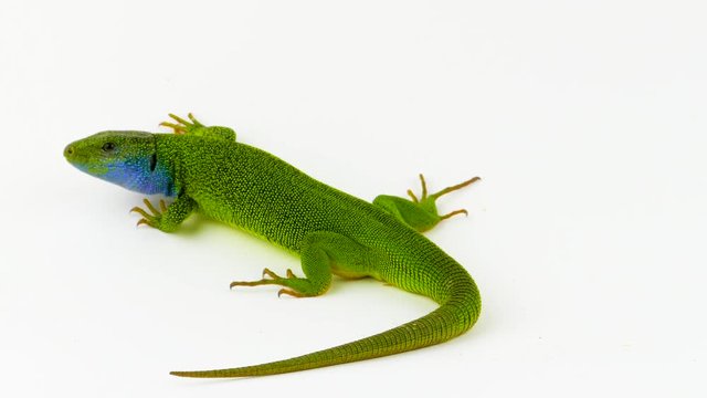 Green lizard on white