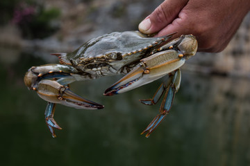 blu crab