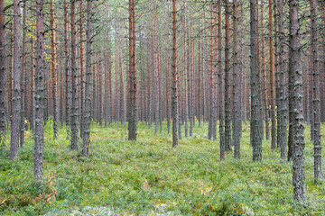 Forest landscape