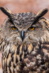Owl at World Bird Santuary