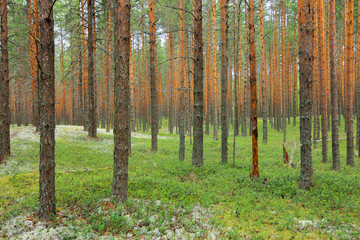 Fototapeta premium Forest landscape