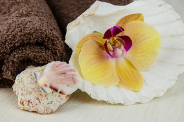 orchid, shell and towel
