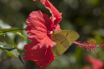 Cloudless Sulphur Butterfly on a coral pink hibiscus flower in a natural landscape