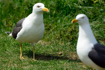 Black-backed gulls, Inchcolm Island, Scotland