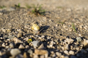 Snail