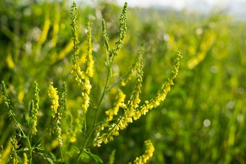 Meadow flowers. Slovakia