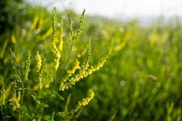 Meadow flowers. Slovakia