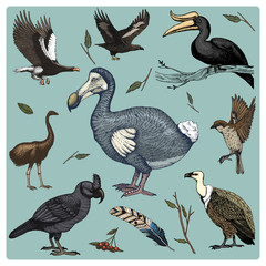hand drawn vector realistic bird, sketch graphic style, set of domestic. griffon vultures and broad-billed parrot. rhinoceros hornbill and extinct species. moa, dodo and feather. Nest with eggs. © artbalitskiy
