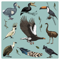 hand drawn vector realistic bird, sketch graphic style, set of domestic. griffon vultures, cockatoo and broad-billed parrot. rhinoceros hornbill and extinct species. moa, dodo and feather. © artbalitskiy