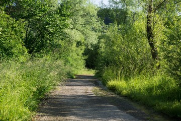 Magic trees and paths in the forest. Slovakia