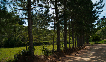 Vegetação e estrada em São Martinho, Brasil