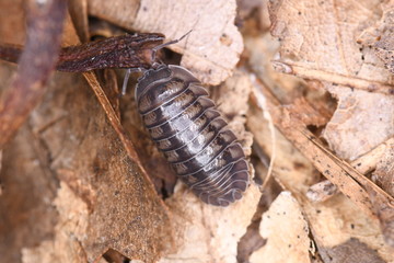 Roll Bug