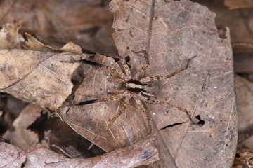Night Spider