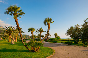Fototapeta na wymiar Palm tree on the beach near the sea