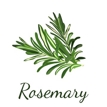 Rosemary. Herbs and spices. Vector illustration. No gradients.