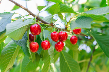 Cherry. Eco food