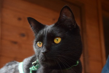 Желтые глаза