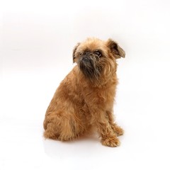 Brussels griffon on a white background